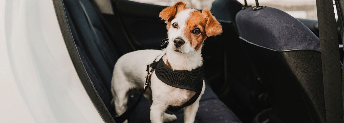 Hoe vervoer je jouw puppy in de auto? Hoe vervoer je jouw puppy in de auto?